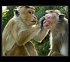 Dambulla-04.jpg