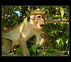 Dambulla-06.jpg