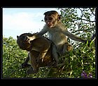 Dambulla-07.jpg