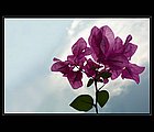 Dambulla-08.jpg