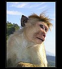 Dambulla-11.jpg