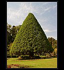 Kandy-11.jpg