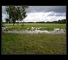 Yala-06.jpg