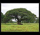Yala-10.jpg